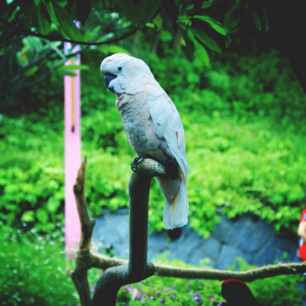 a white and gray parrot on a nch