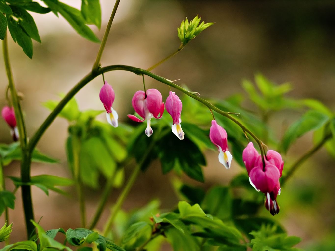 a bunch of pink flowers that are next to green leaves