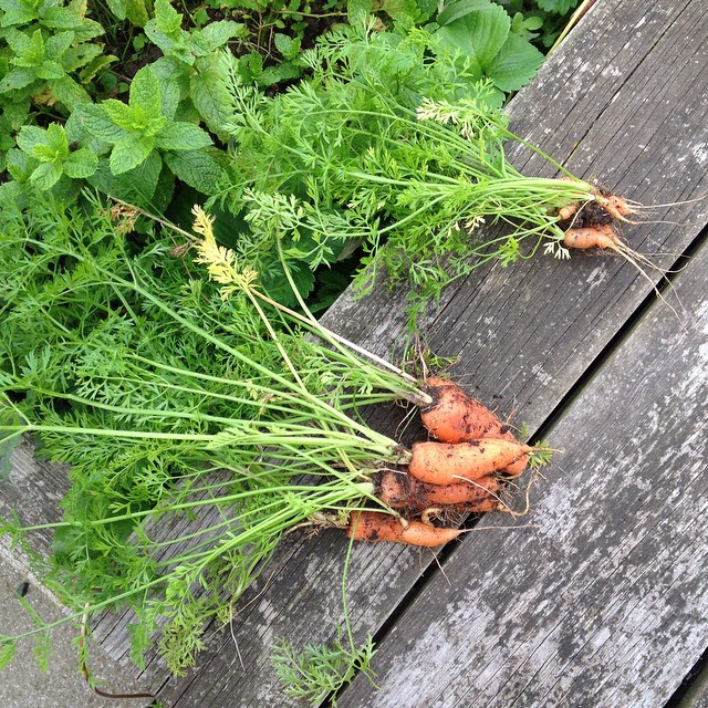 a group of carrots and some other food in a patch of dirt