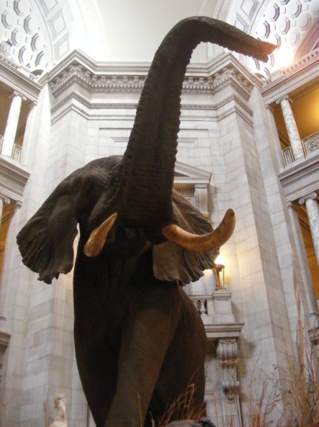 an elephant sculpture with very large tusks standing inside a museum