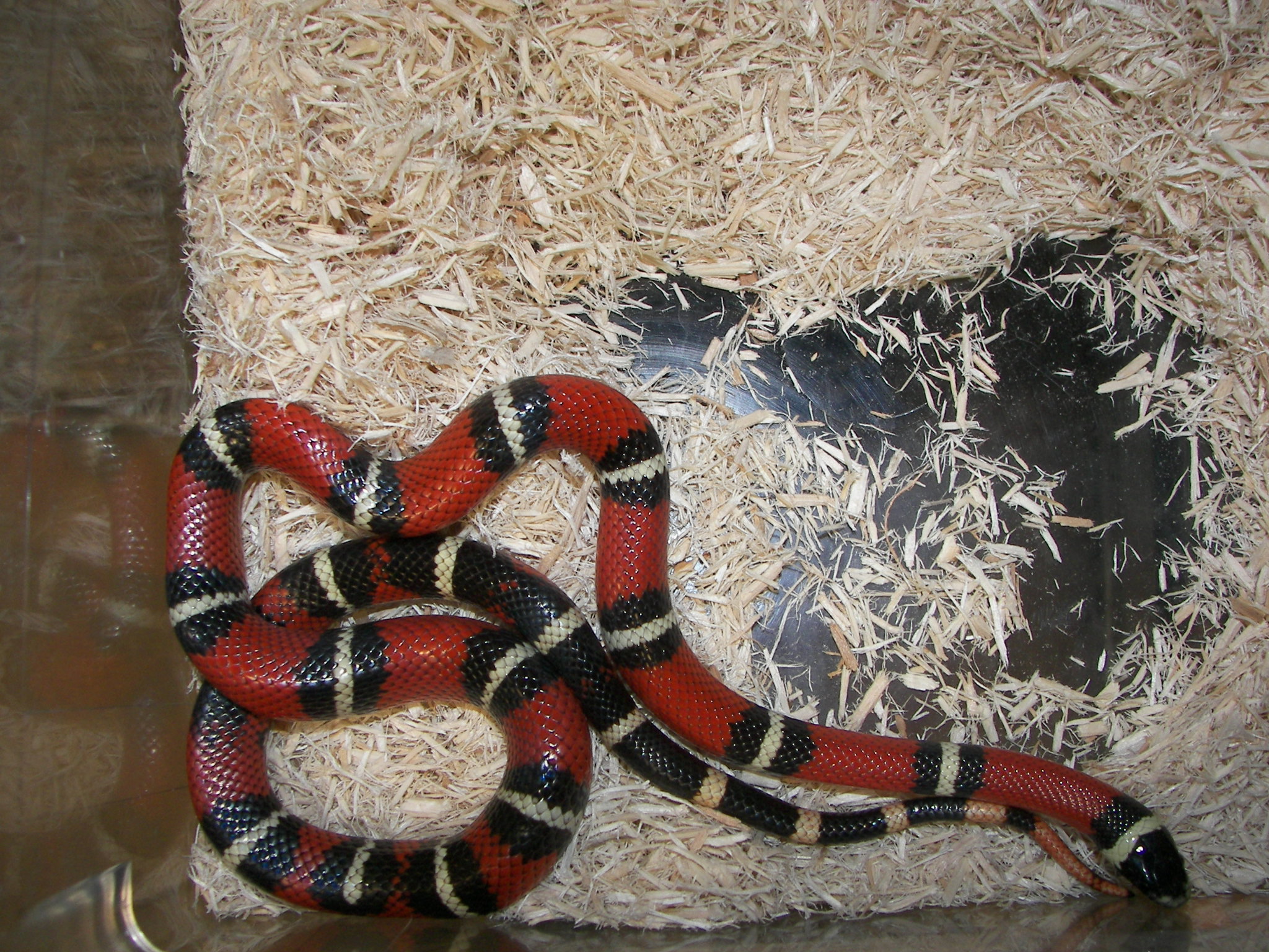 a snake is laying on hay in a cage