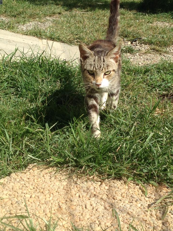 cat walking on grassy lawn in urban neighborhood