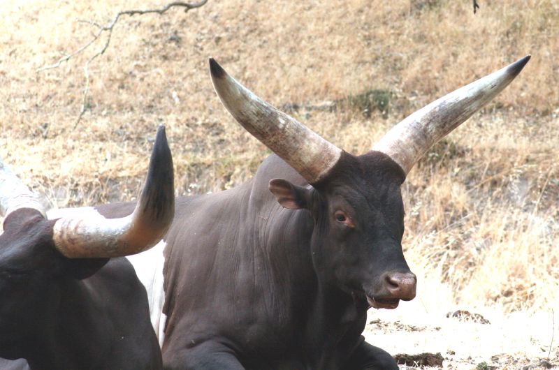 a bull with large horns laying down in a field