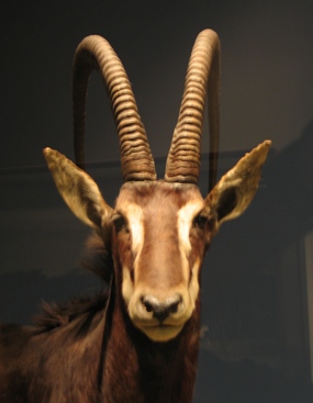 the head of an animal that has long horns and very large horns