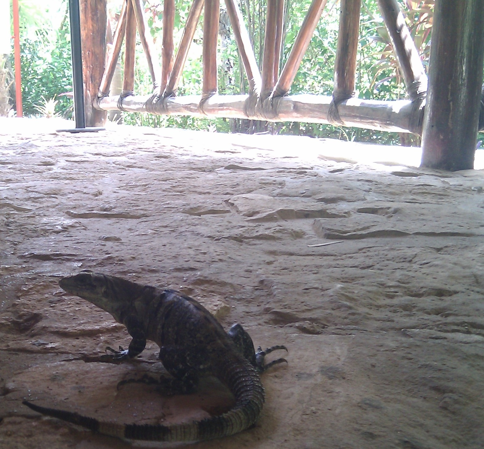 a lizard is sitting on the sand under a covered area