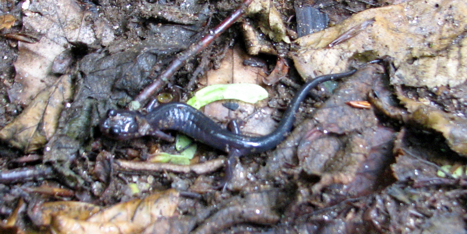 a close up of an insect near plants