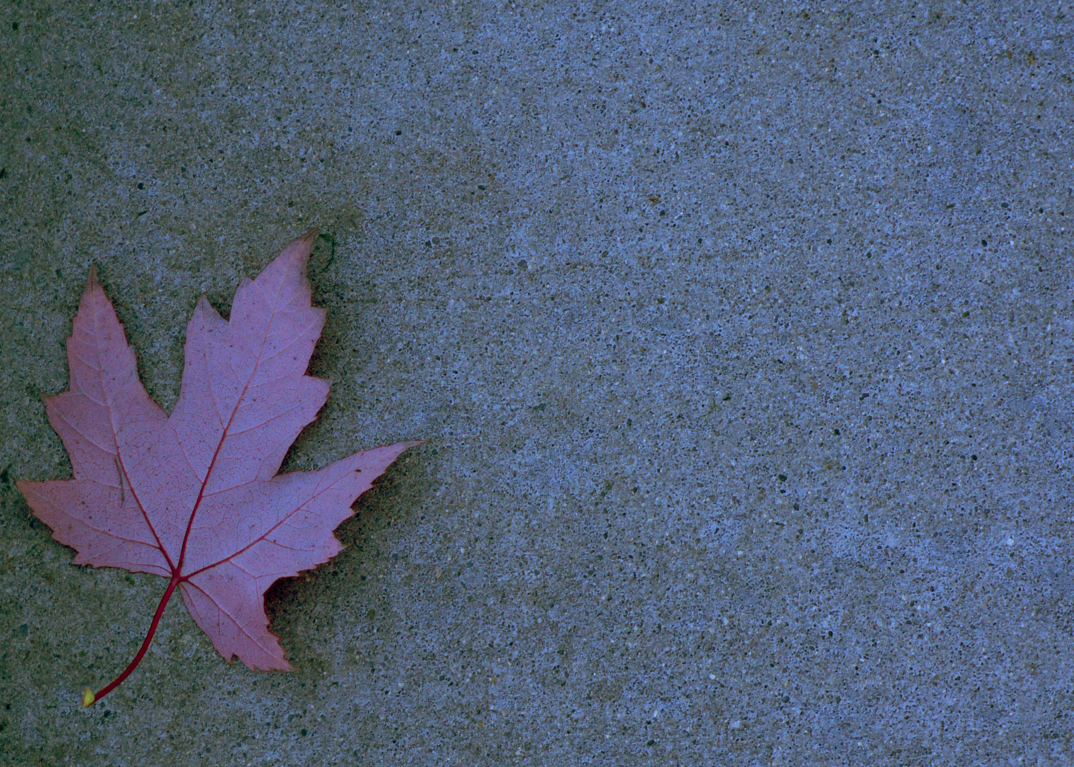 a single red leaf laying on the ground