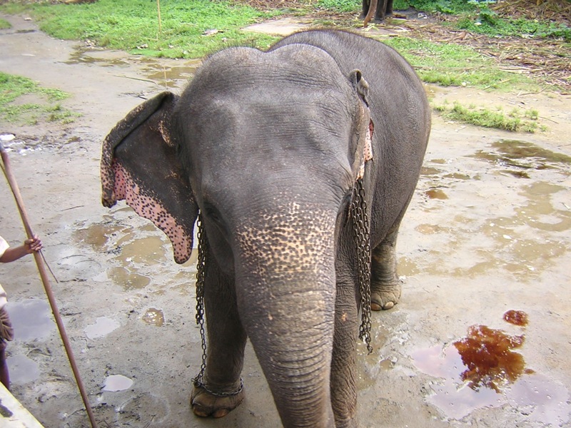 an elephant with chains is in the mud