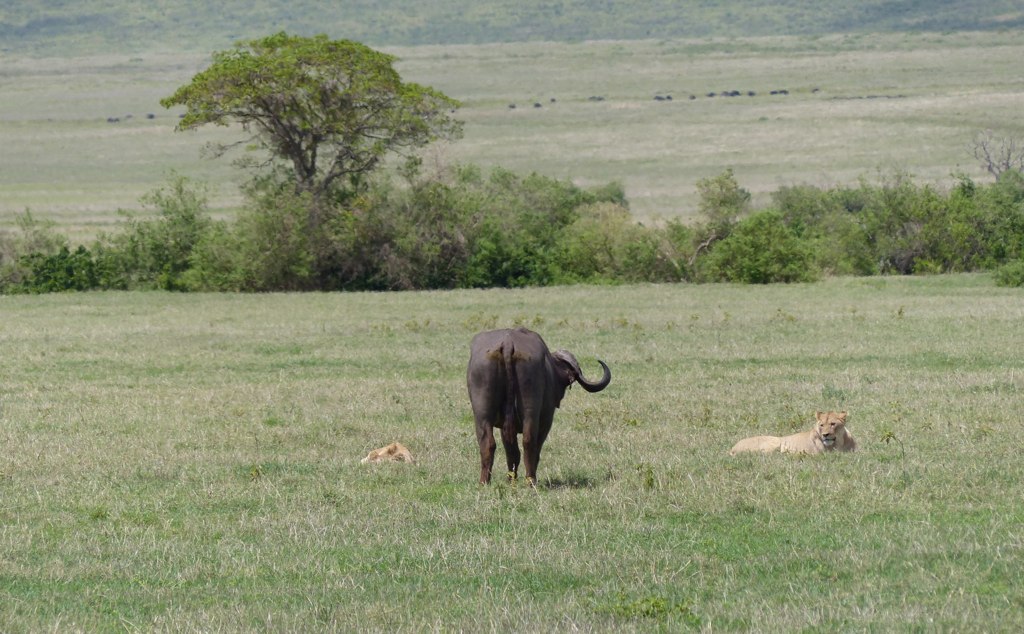 a couple of animals in the middle of a field