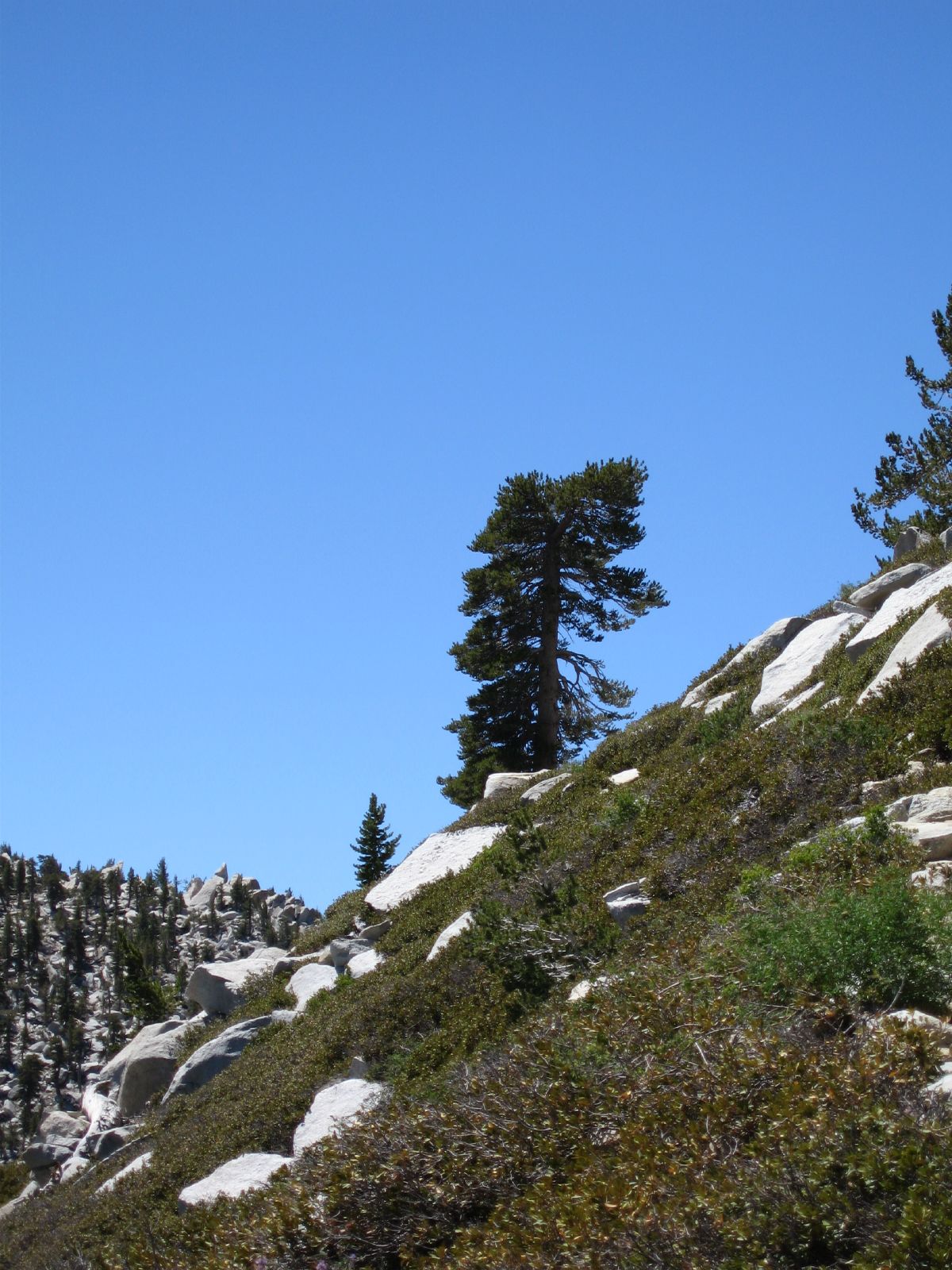 a bear walking up the side of a snow covered mountain