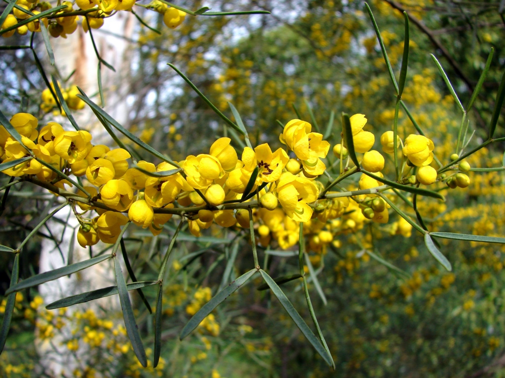 yellow flowers are growing on the tree in the garden