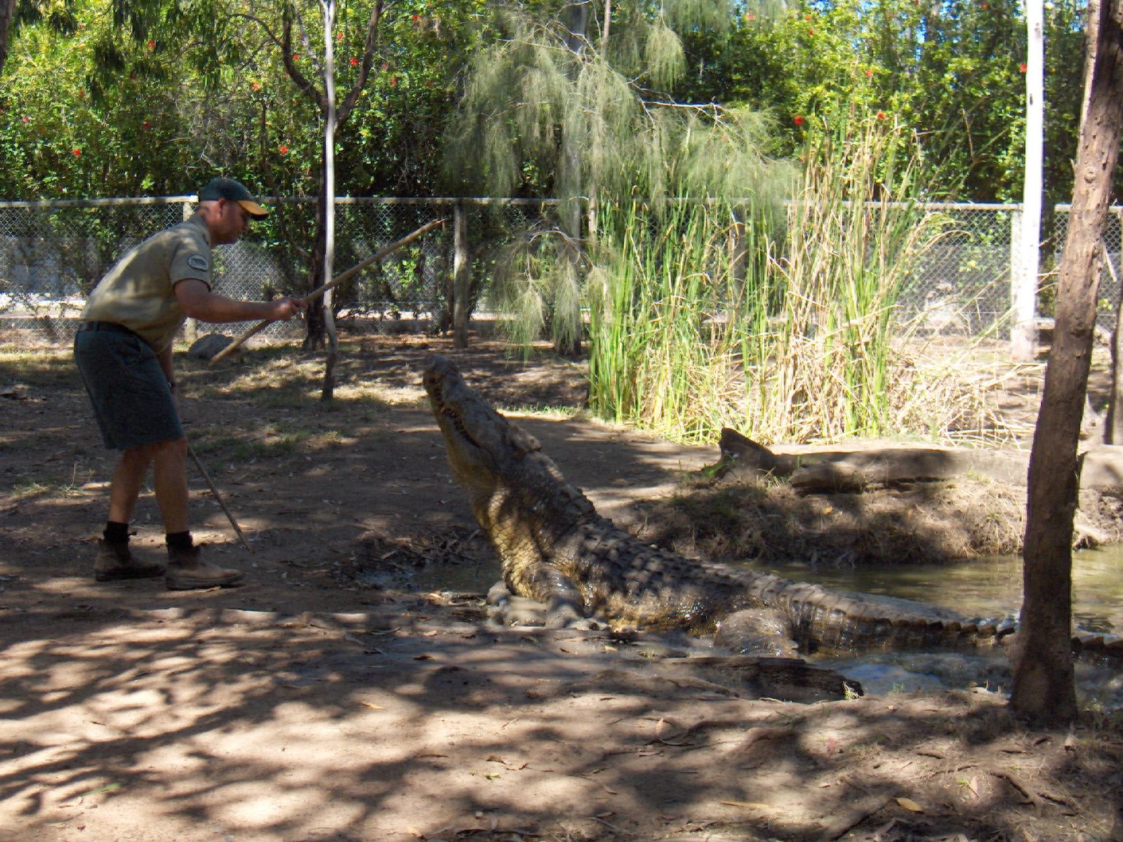 a man walks through a zoo exhibit with a crocodile