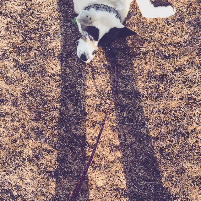 a cat laying in the sand with its shadow