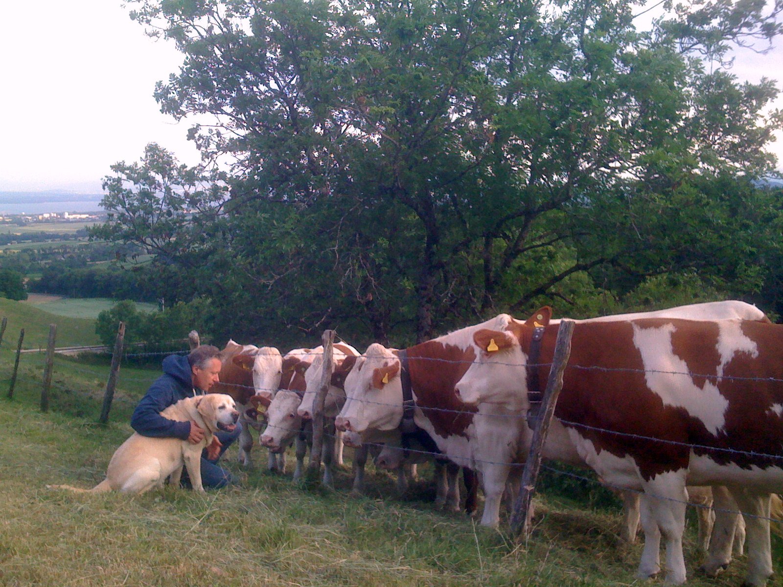 a dog is in the foreground next to a man who has his cattle on the fence