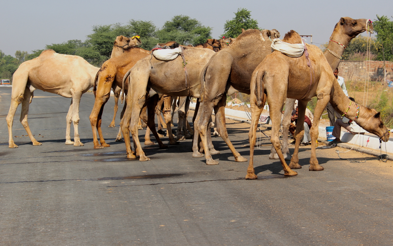 a group of camels walking on a road with people watching