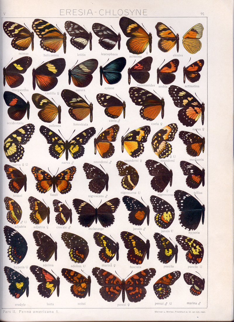 an image of erflies from the book atlas