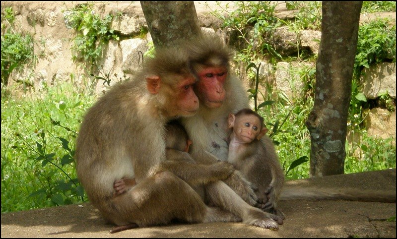 the baby monkey is sitting next to two other monkeys