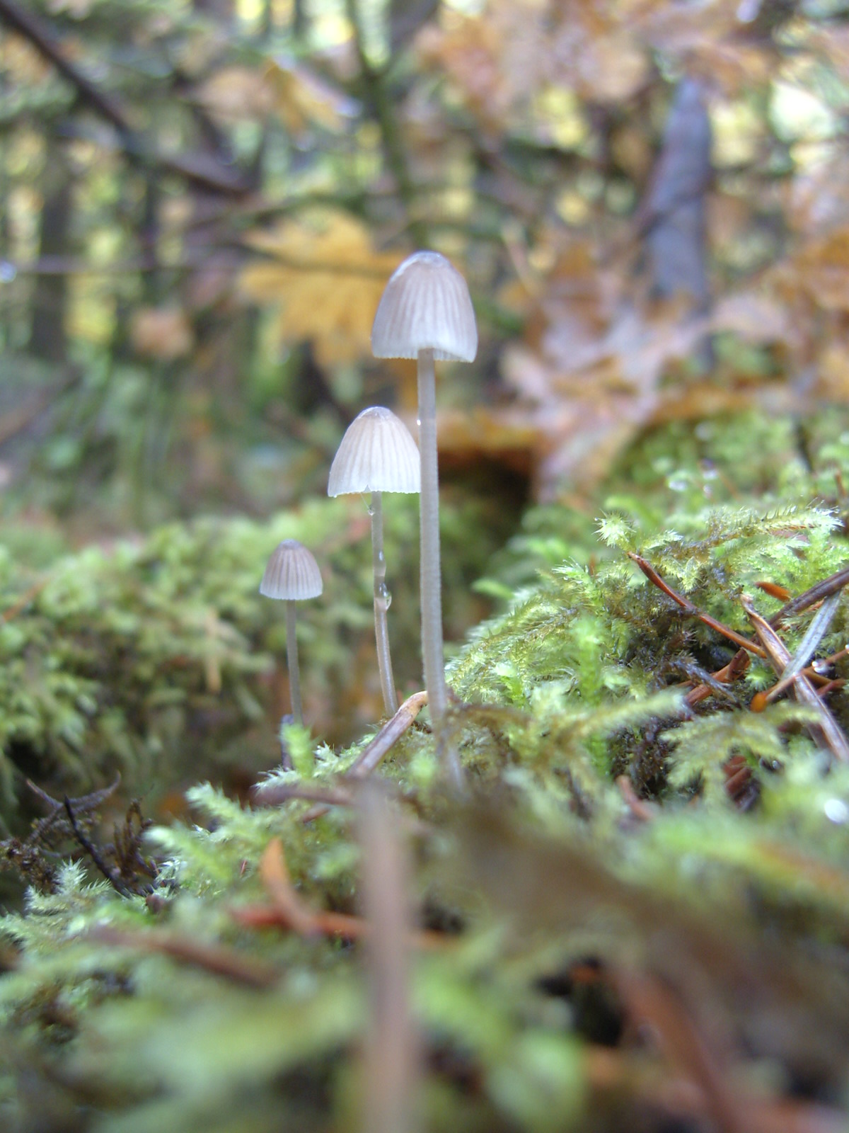 mushrooms grow in the forest on a moss covered surface