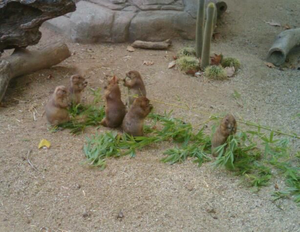small prairie baby birds eating and playing in their enclosure
