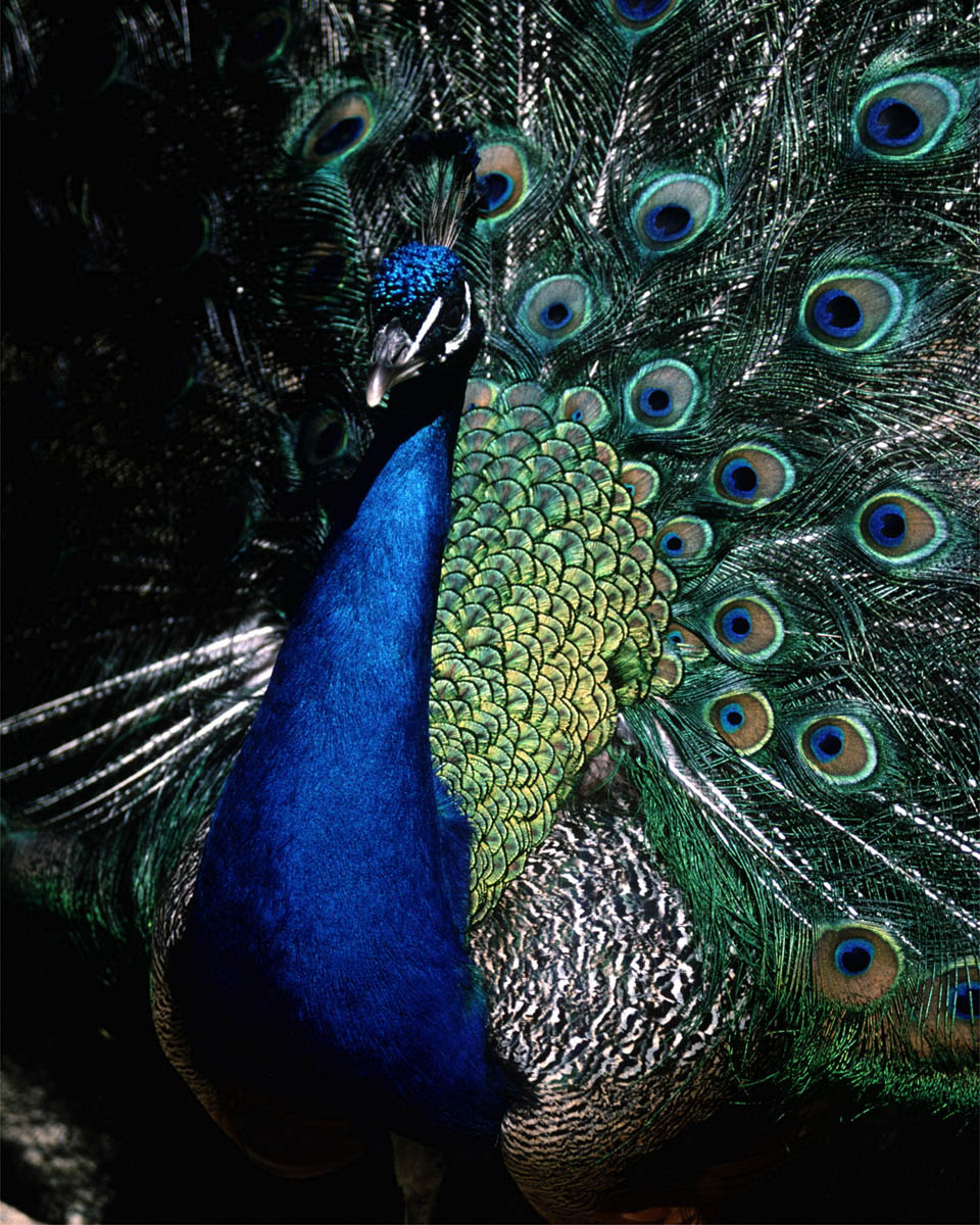 a peacock is standing with its feathers spread