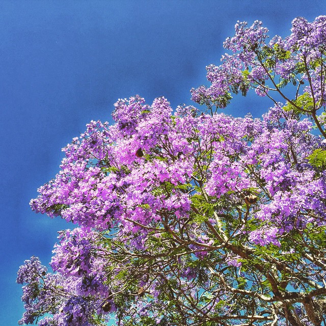 purple flowers are growing in a tree by the sky