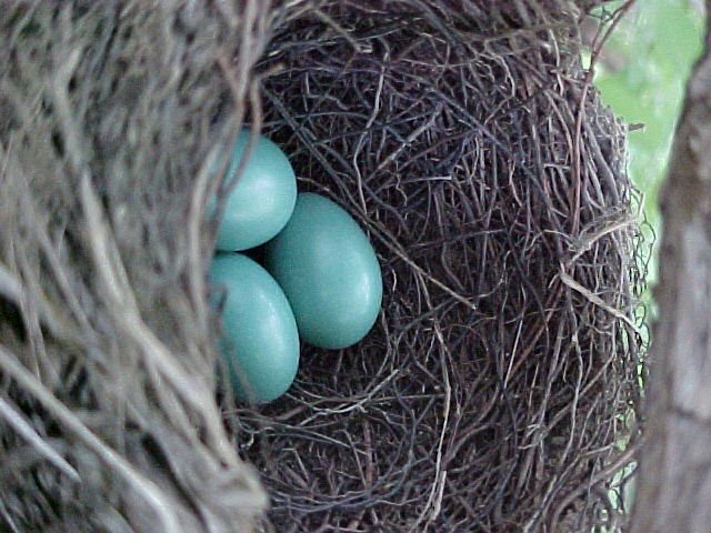 eggs are nestled in the nest of the tree