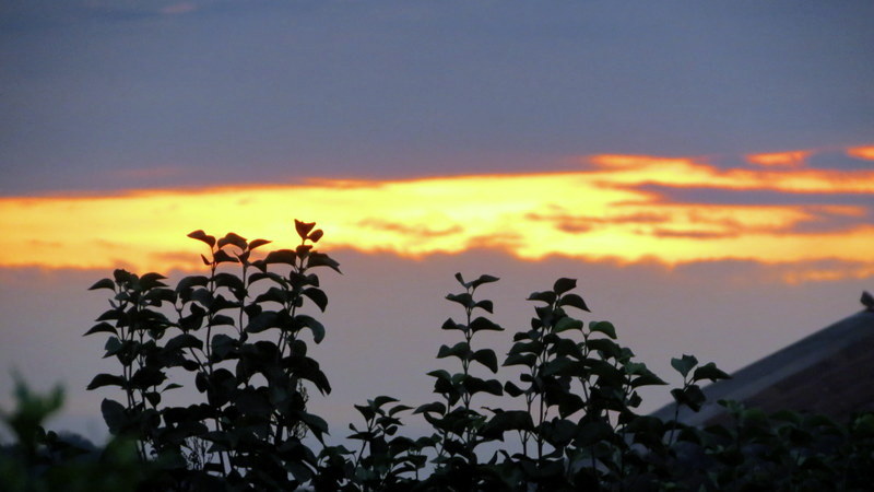 two leaves on the top of trees with a bright sky background