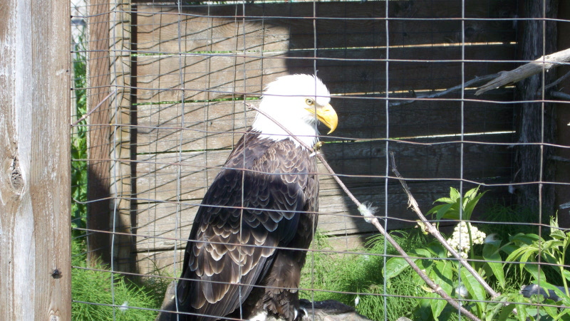 an eagle is perched on a rock in a pen
