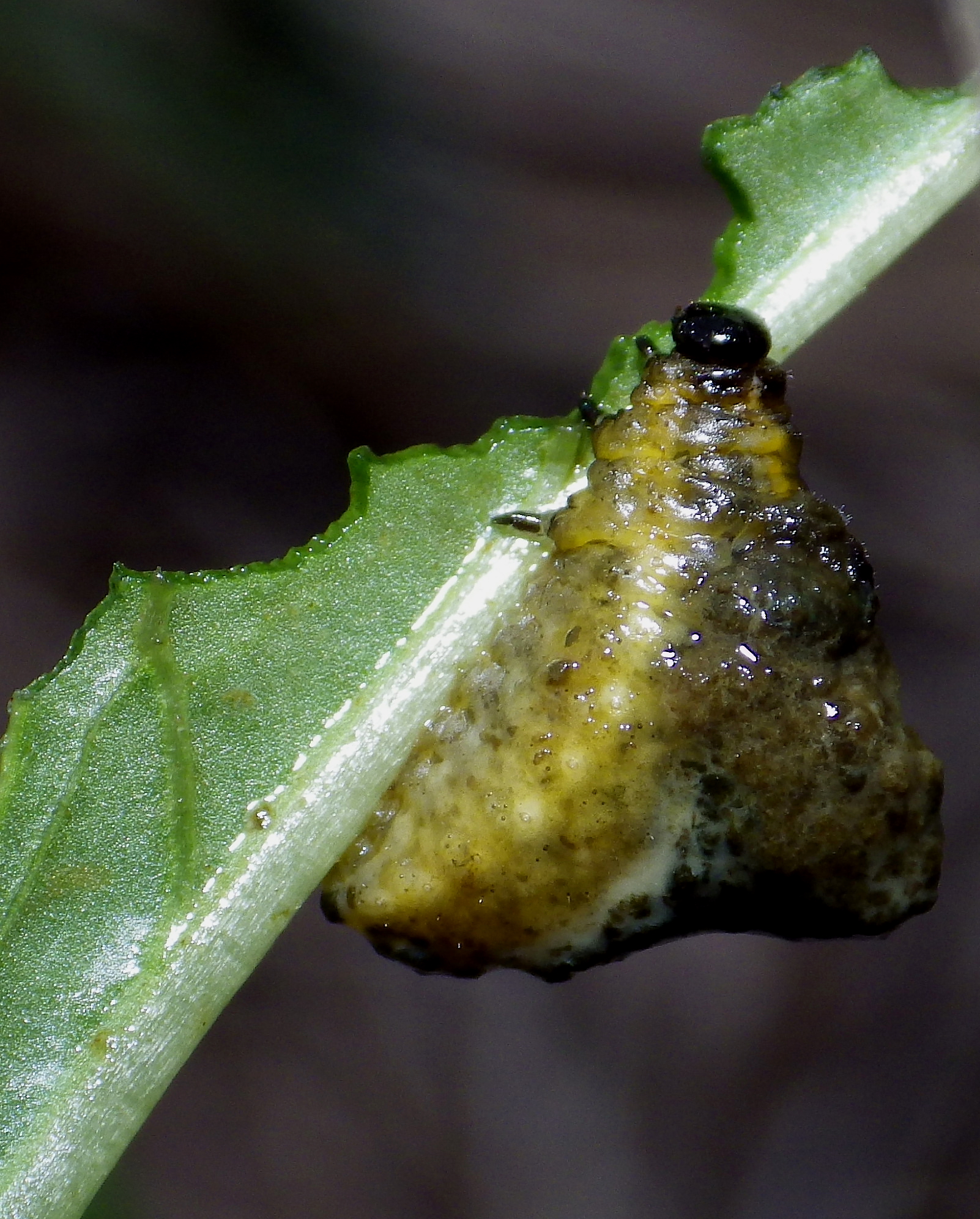 a tiny bug is on a small leaf