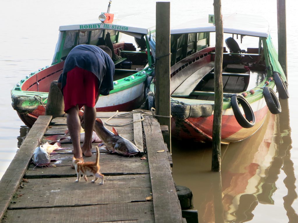 a person looking at a dog standing on a dock near some boats