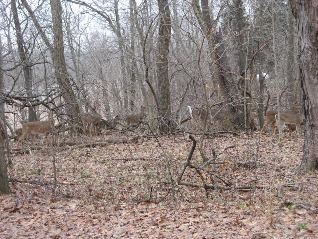 a herd of deer are walking through the forest