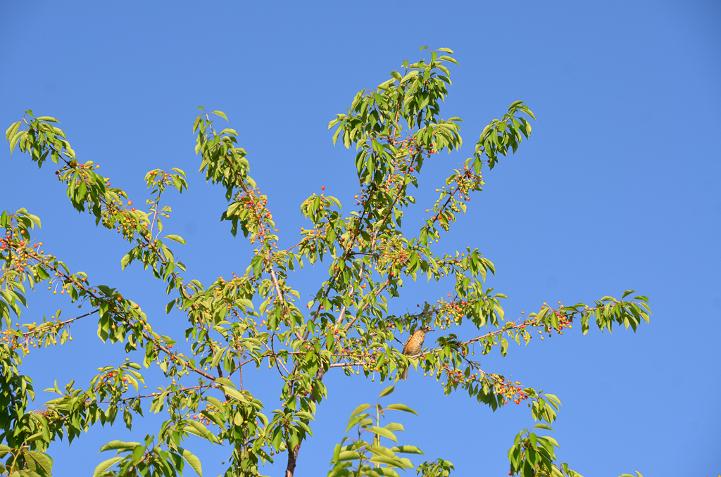 leaves and nches against the blue sky