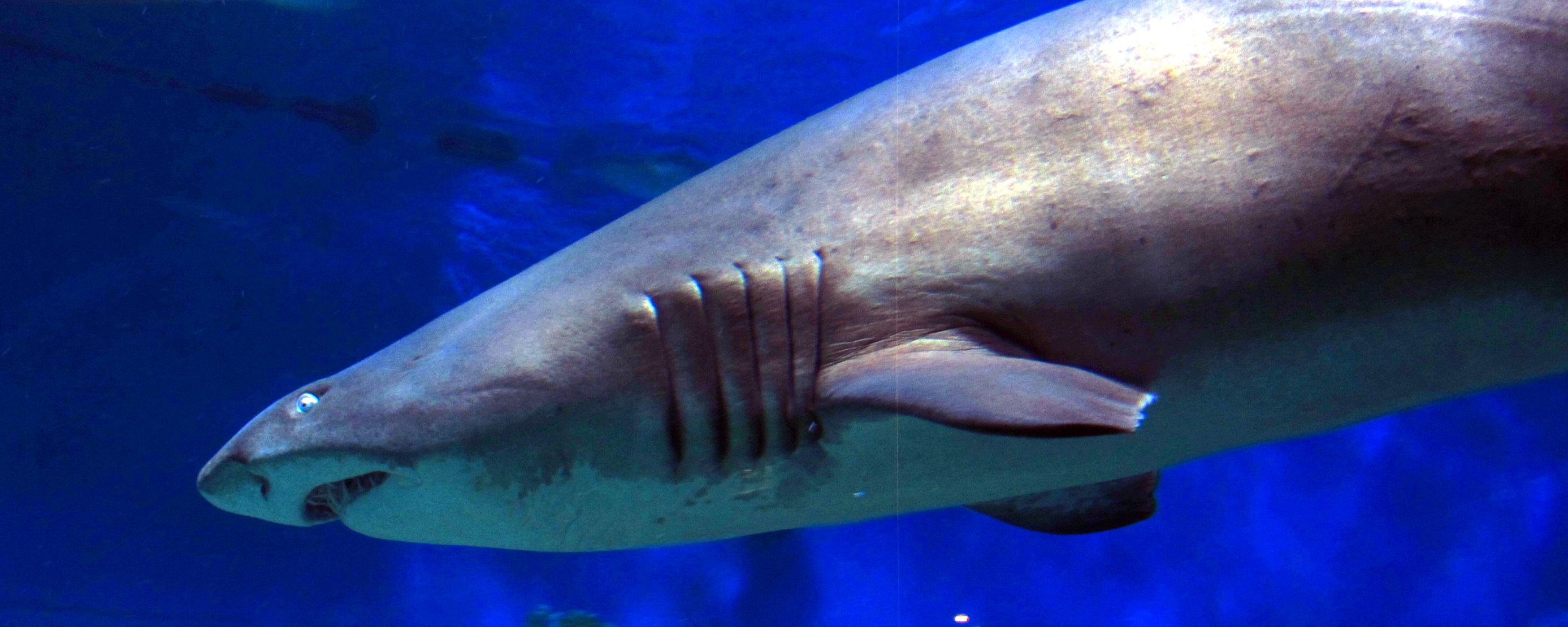 a gray shark that is inside of an aquarium