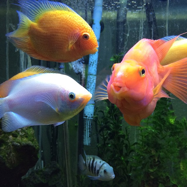 three fish that are swimming in an aquarium