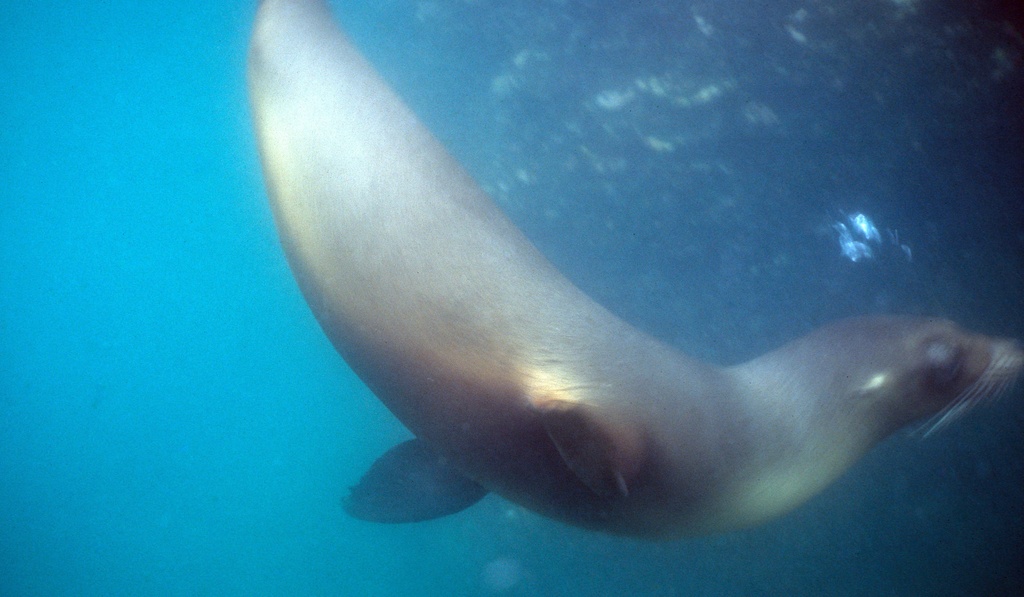 a sea lion swimming underwater with only one eye open