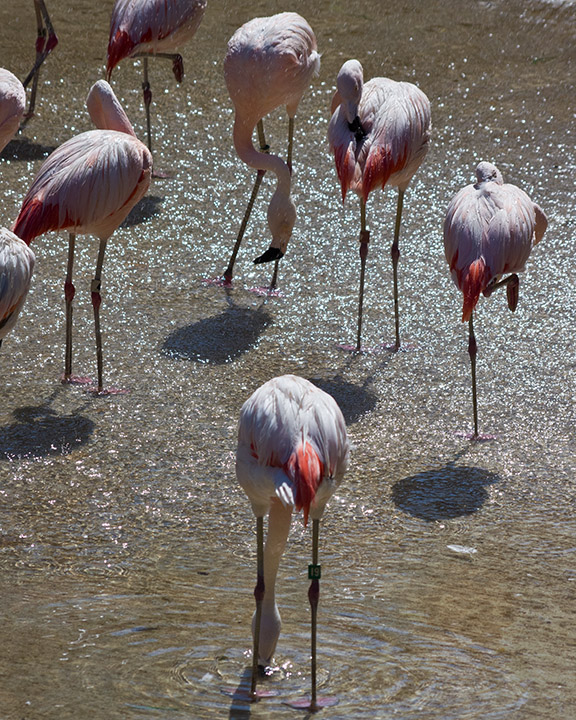several flamingos are standing in the water together