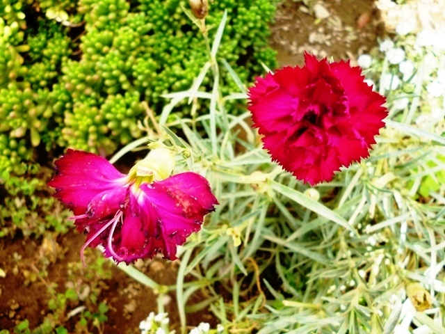 two red and yellow flowers in a garden