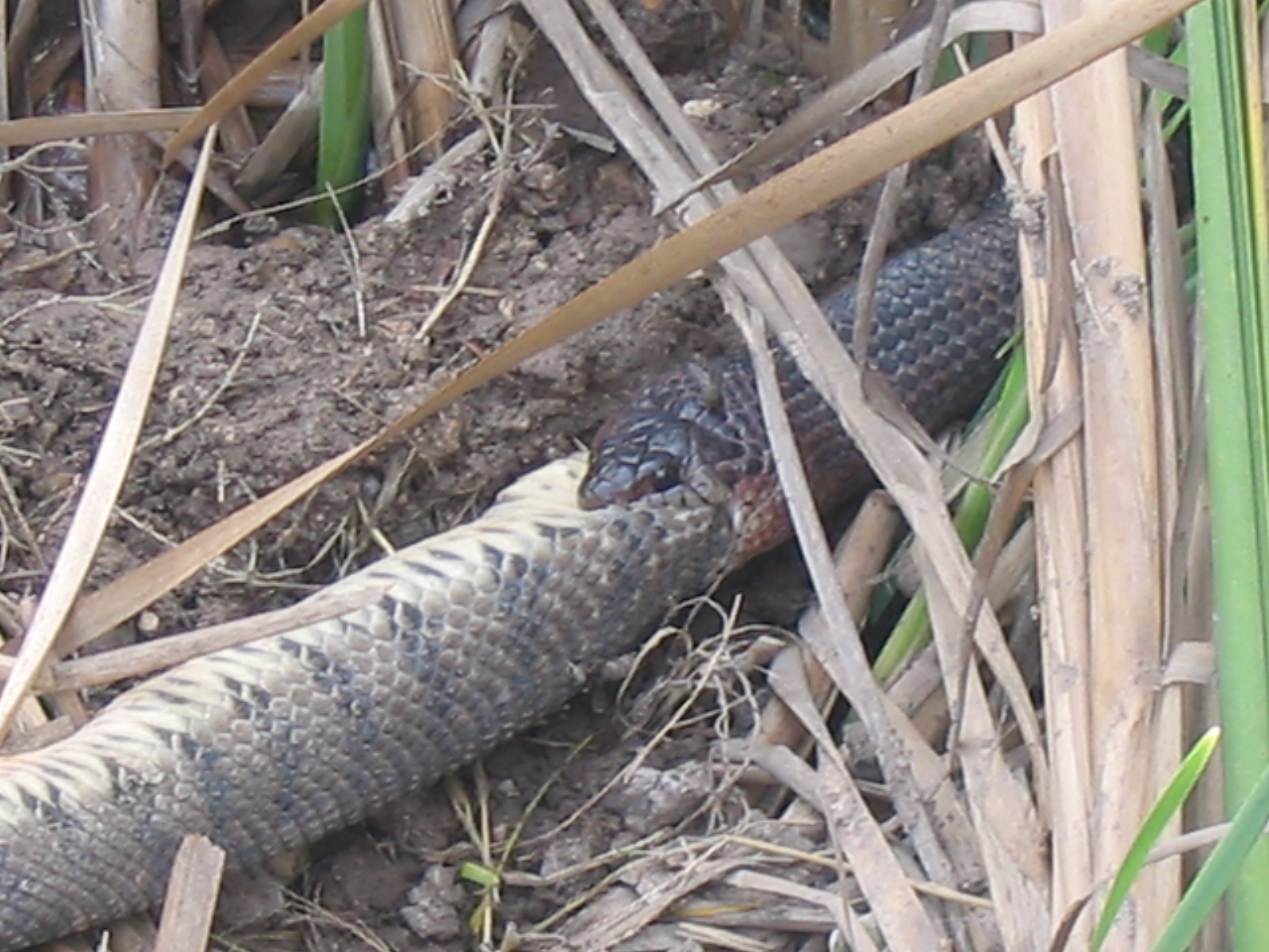 a snake is laying in the dirt by itself