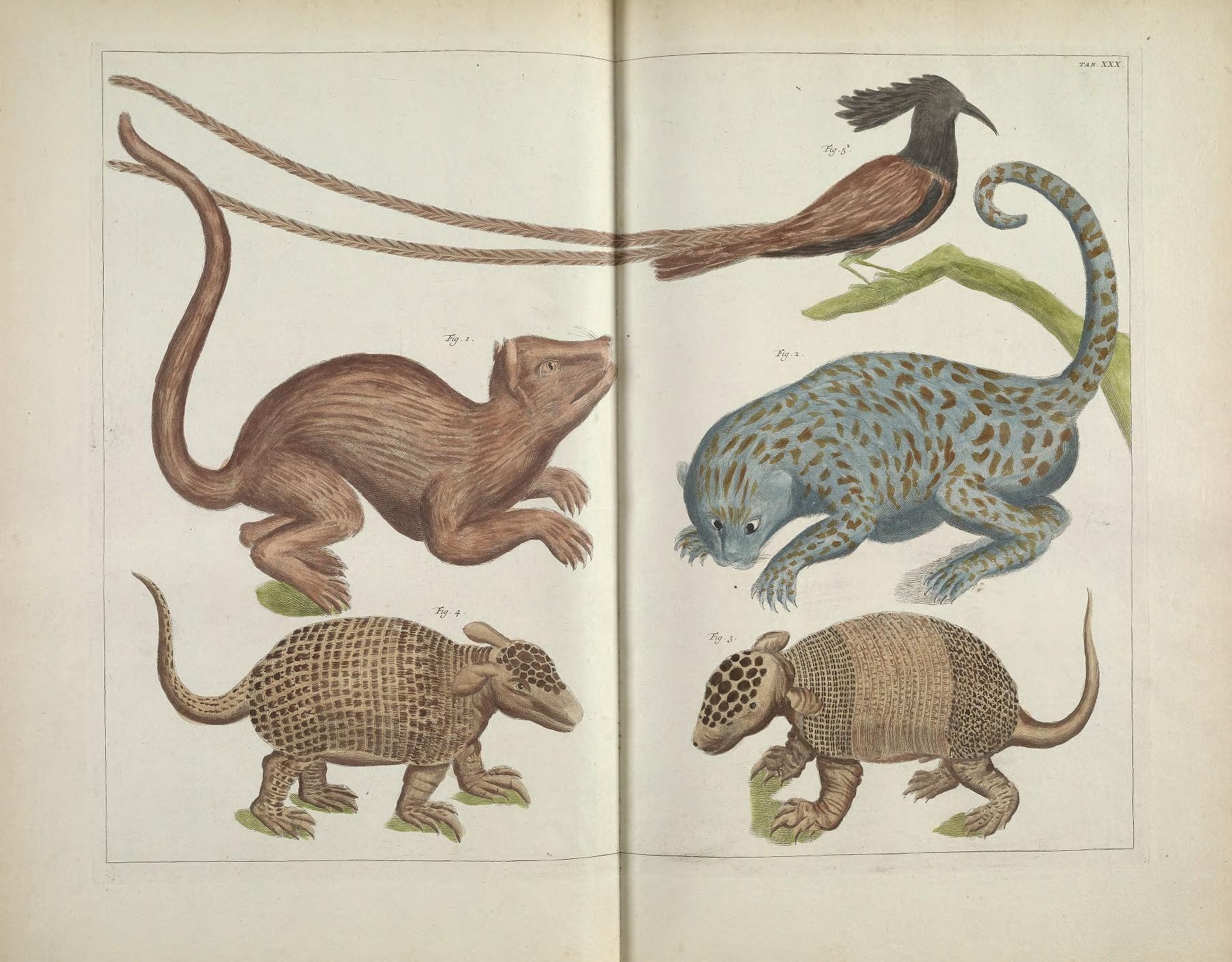 a book open with animals and plant life in it