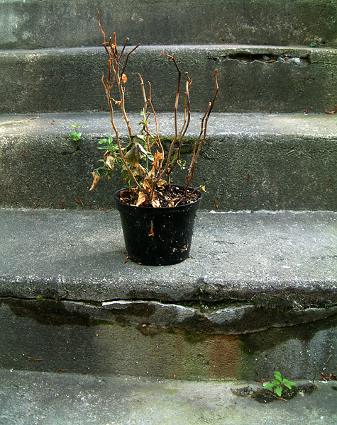 a small potted plant is sitting on a concrete step