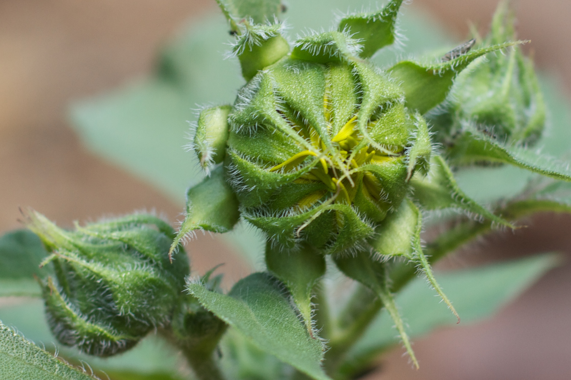 the first green budding for a wild flower