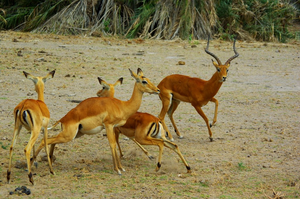 a group of deer standing next to each other on a sandy field