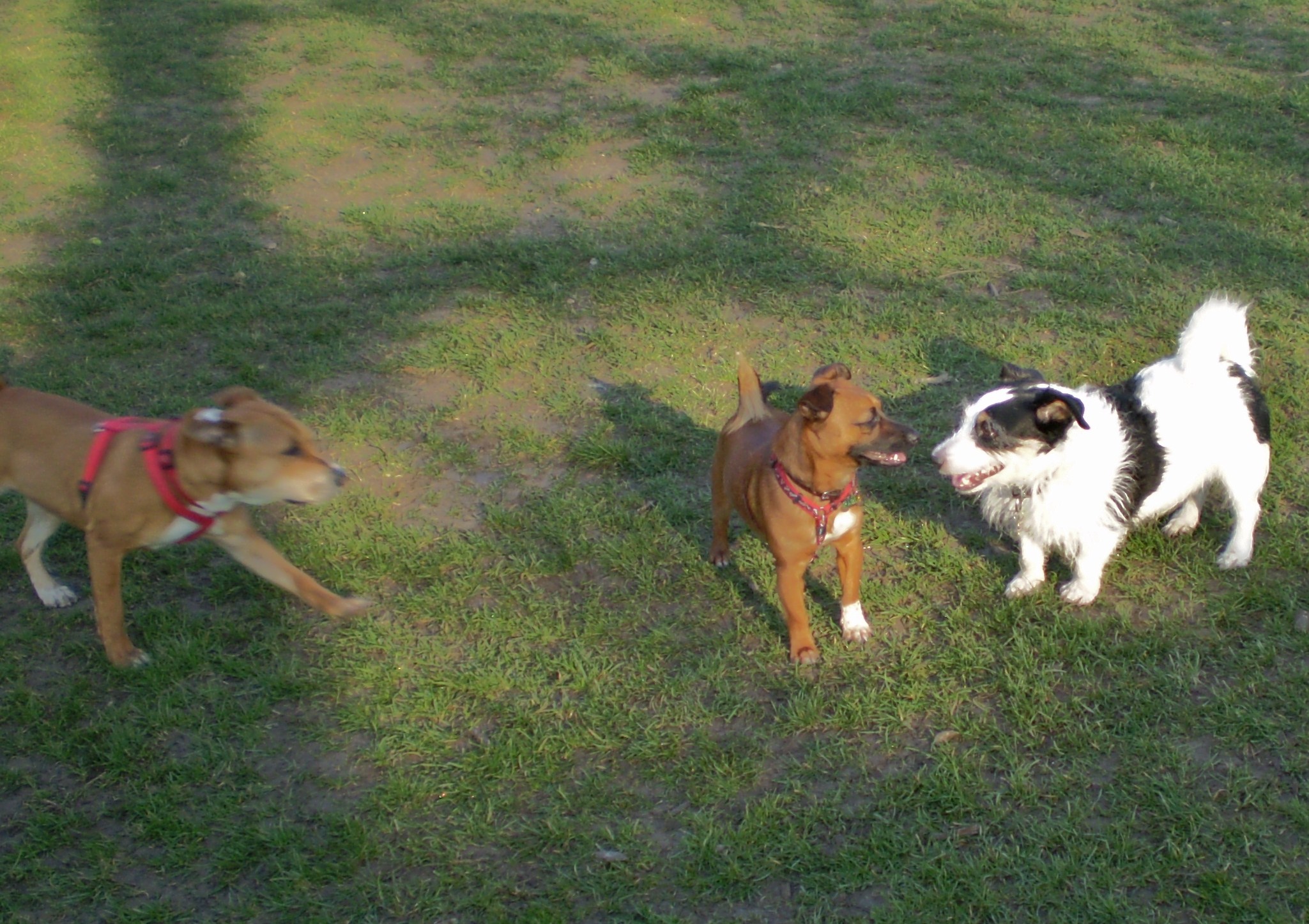 a couple of dogs are standing near each other on the grass