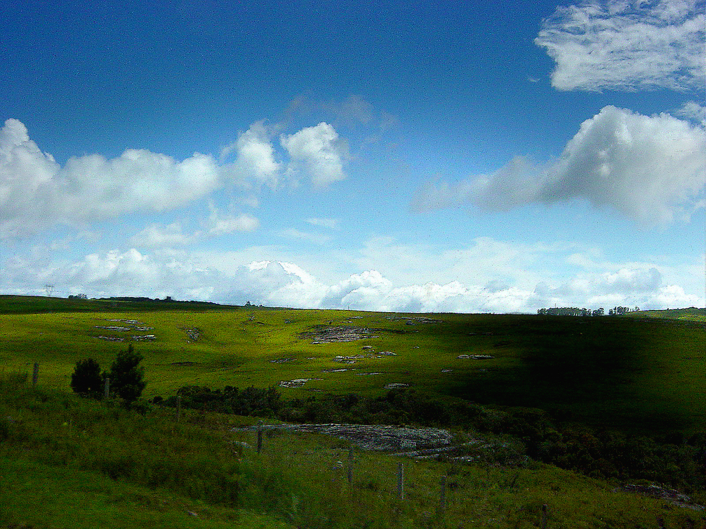 a lone cow standing on a lush green field