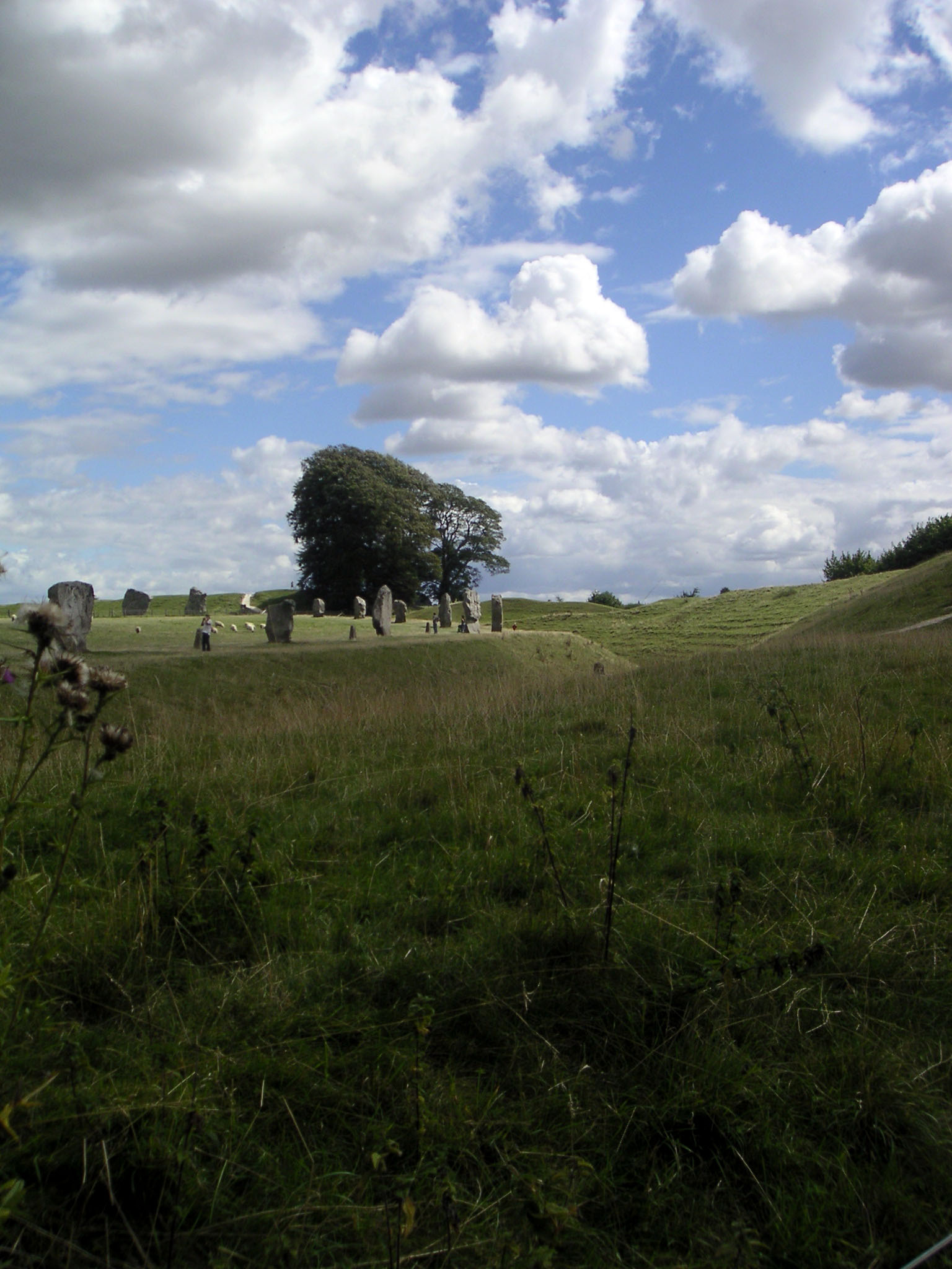 a small group of sheep on a lush green field