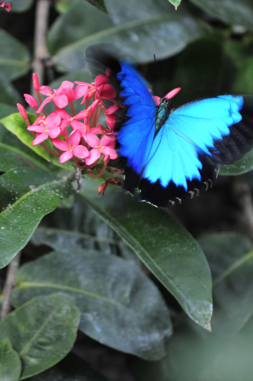 a blue erfly on pink flowers outside in the rain