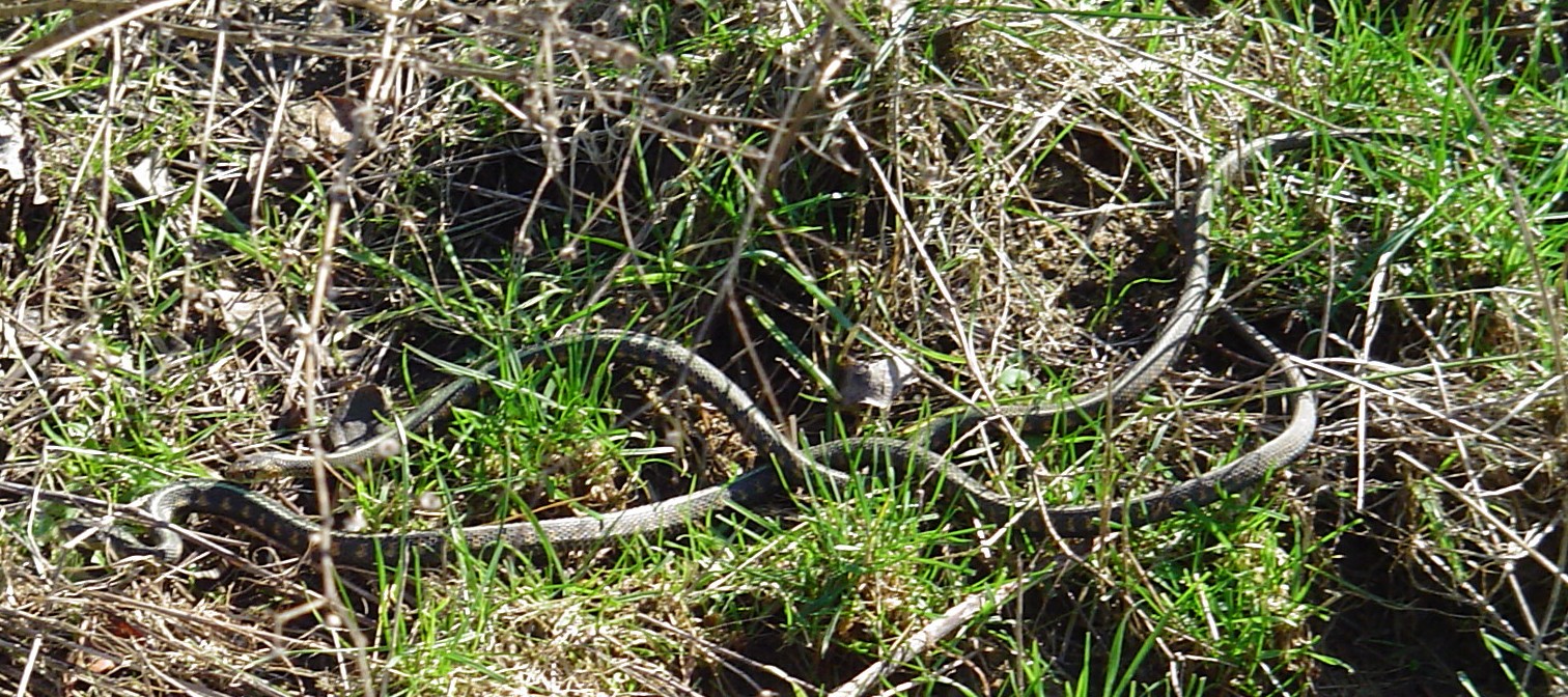 a snake curled up in the grass on the ground