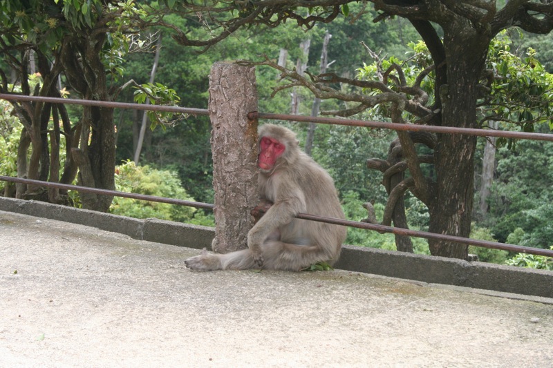 a monkey sits by the side of the road with its paw on a tree