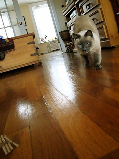 a grey and white cat walks on a hardwood floor