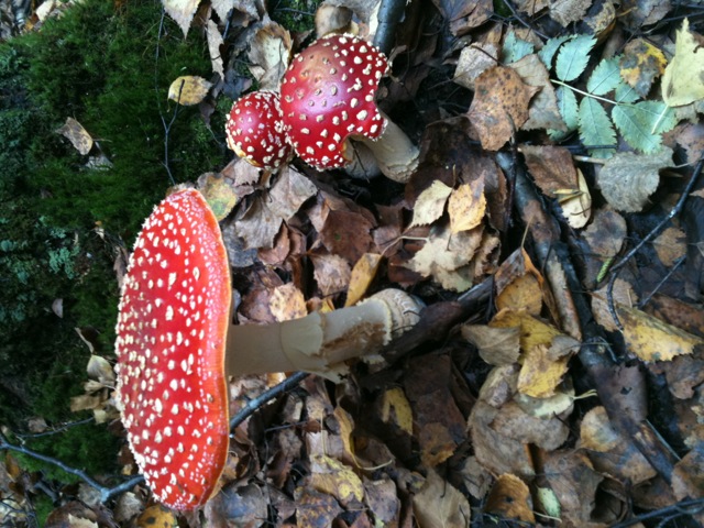 two small red mushrooms with white dots on them